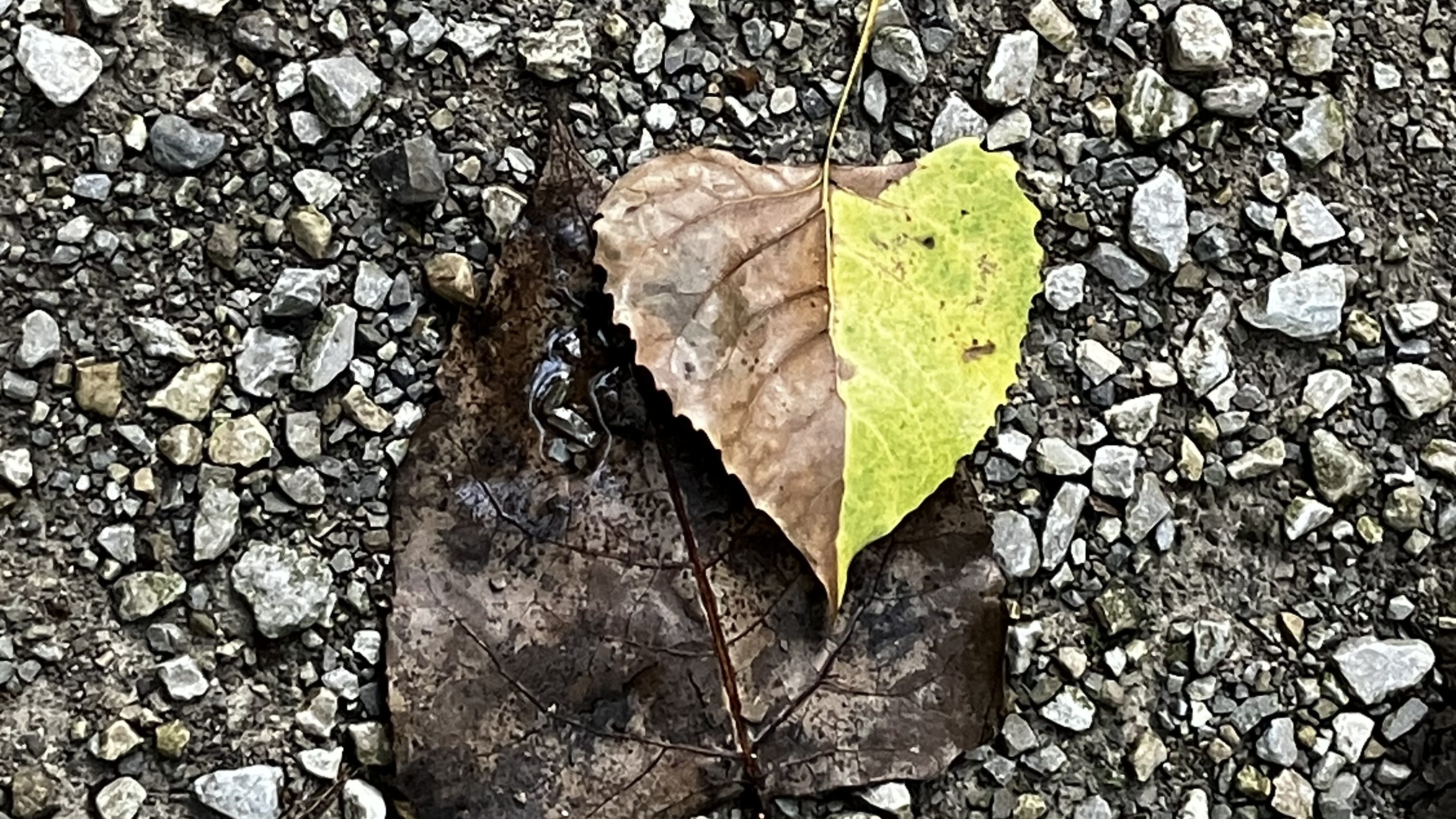 Two overlapping leaves, one bright green and one brown, resting on gravel.